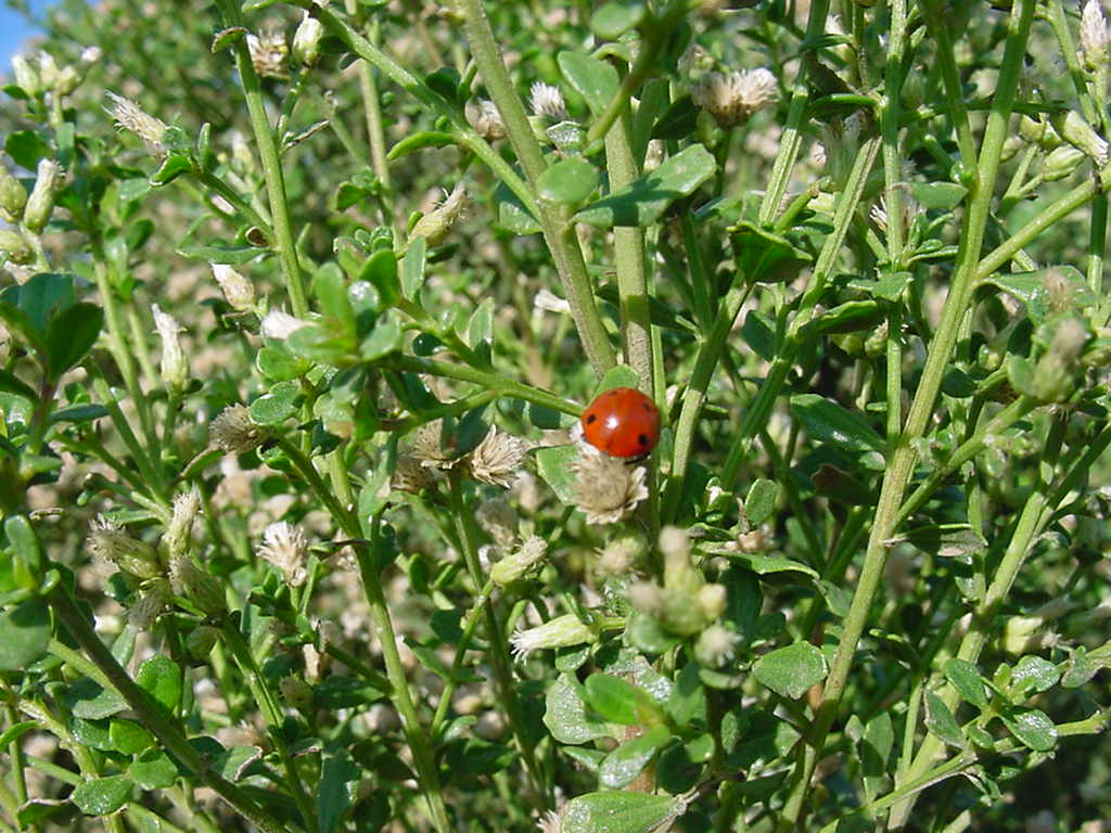 Lady bird beetle on female coyote bush flower