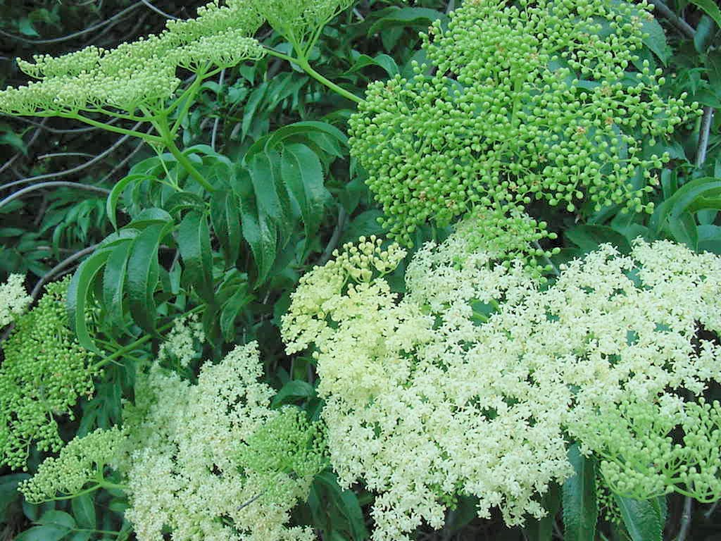 Elderberry buds and blooms