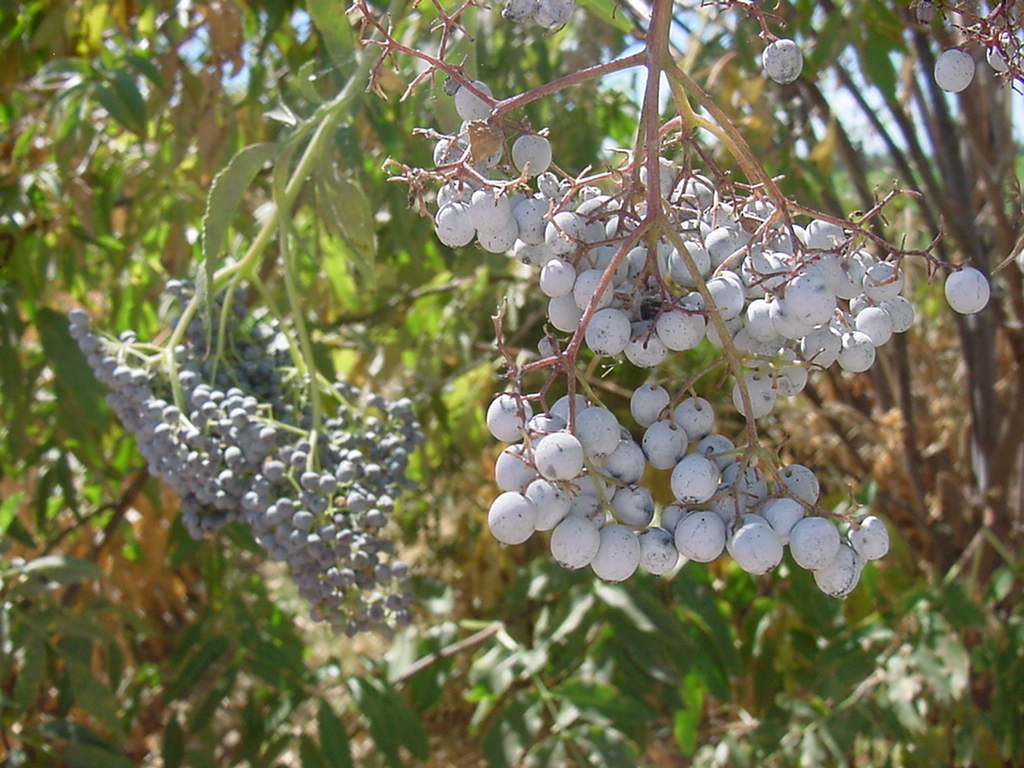 Close up of Elderberry fruit