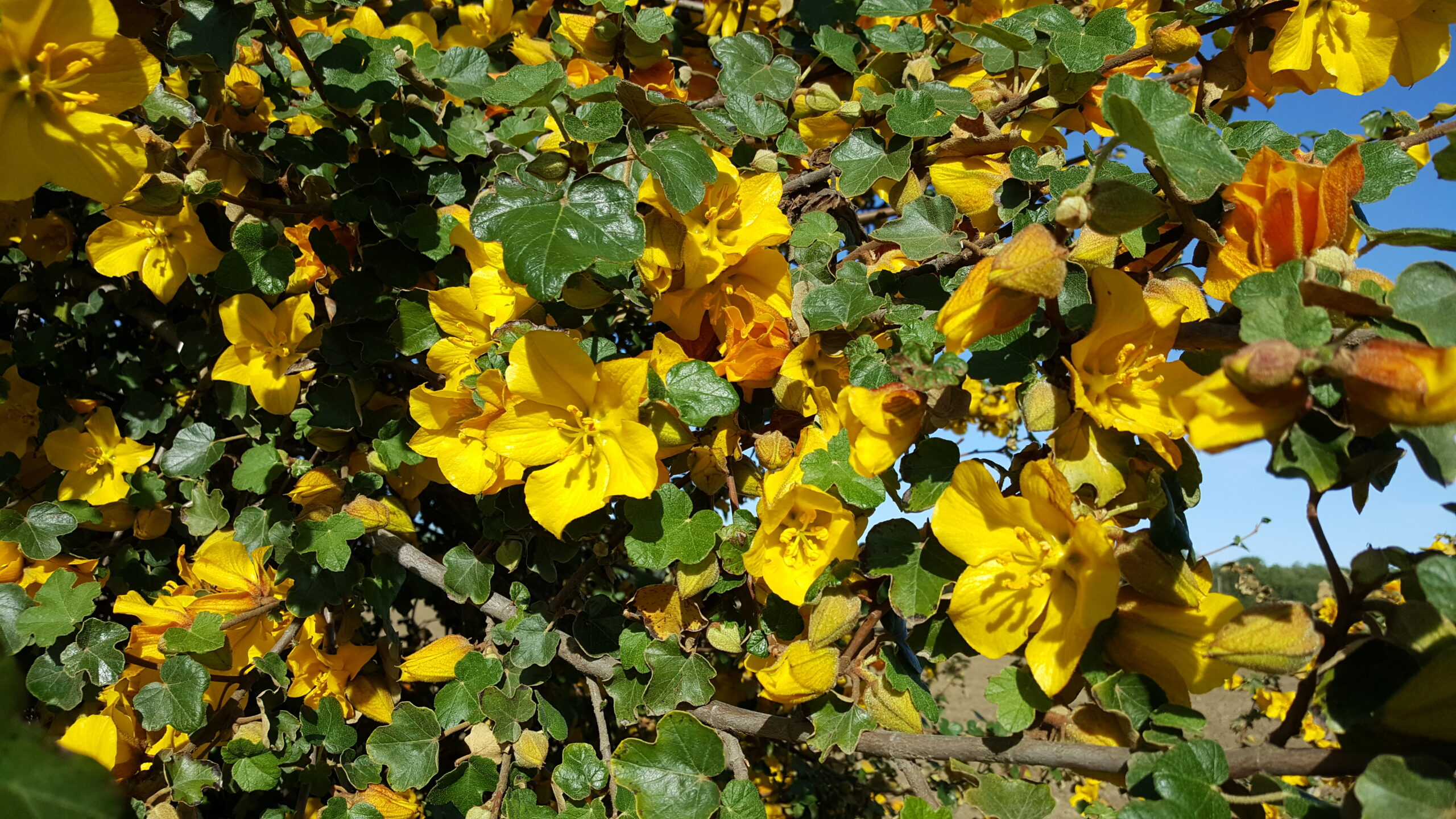 Close up of Flannel bush