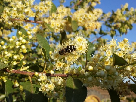 Syrphid fly on hollyleaf cherry blossom