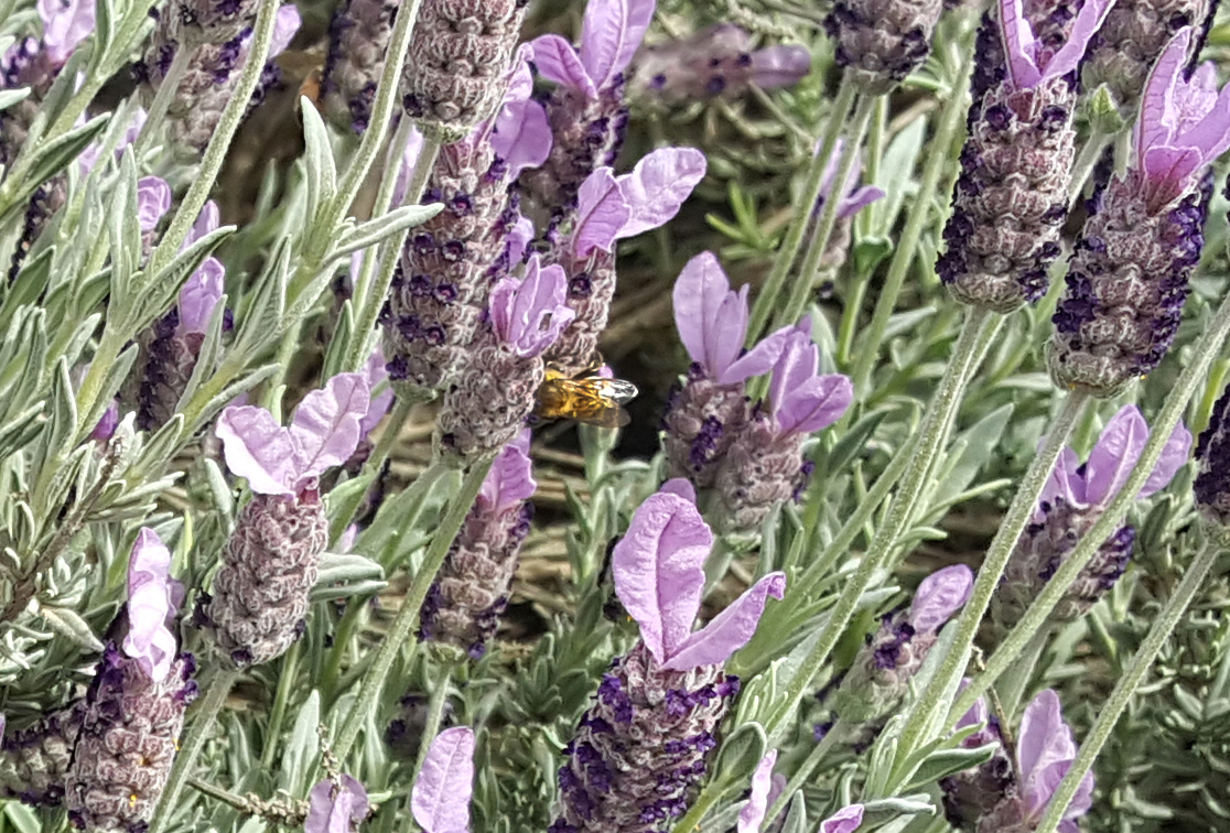 Closeup of a bee in Lavender