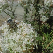 Tachinid fly on California buckwheat