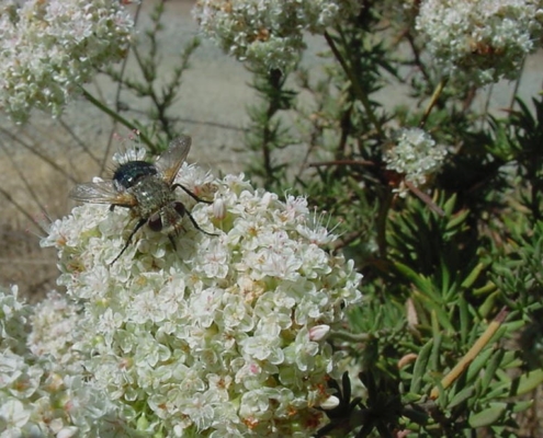 Tachinid fly on California buckwheat