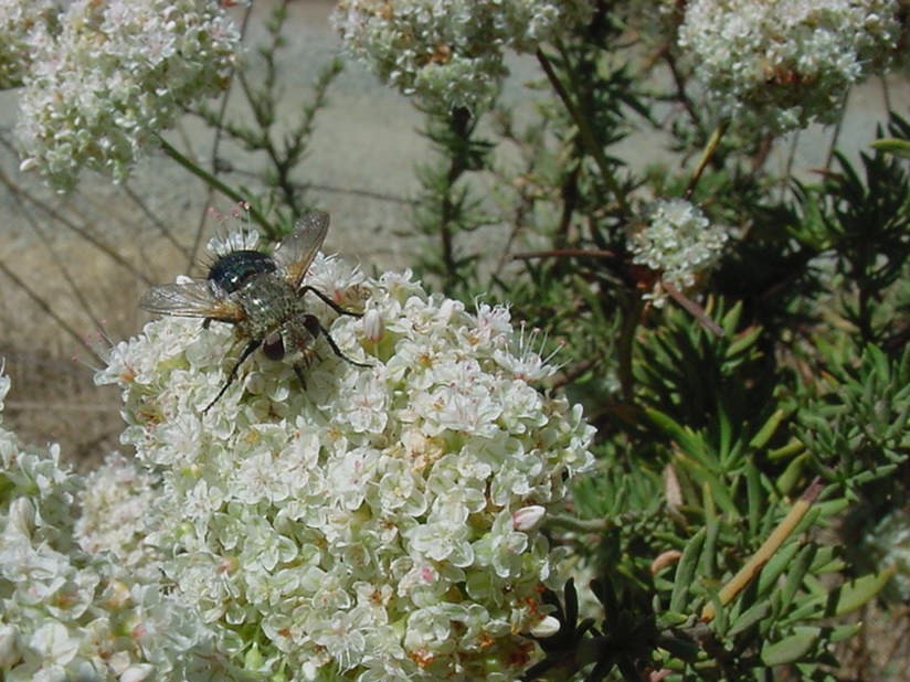 Tachinid fly on California buckwheat
