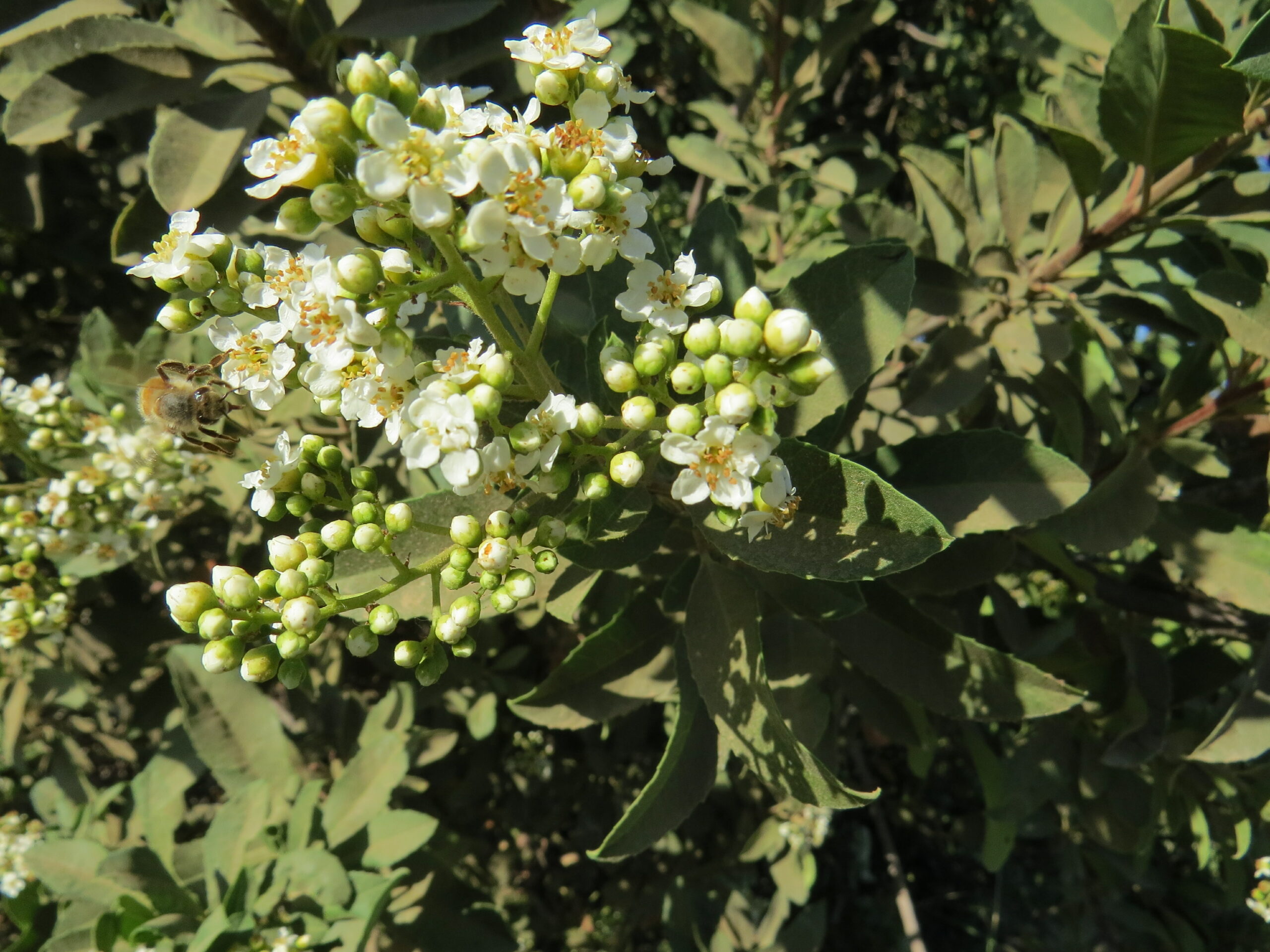 Honey bee on Toyon flower and buds