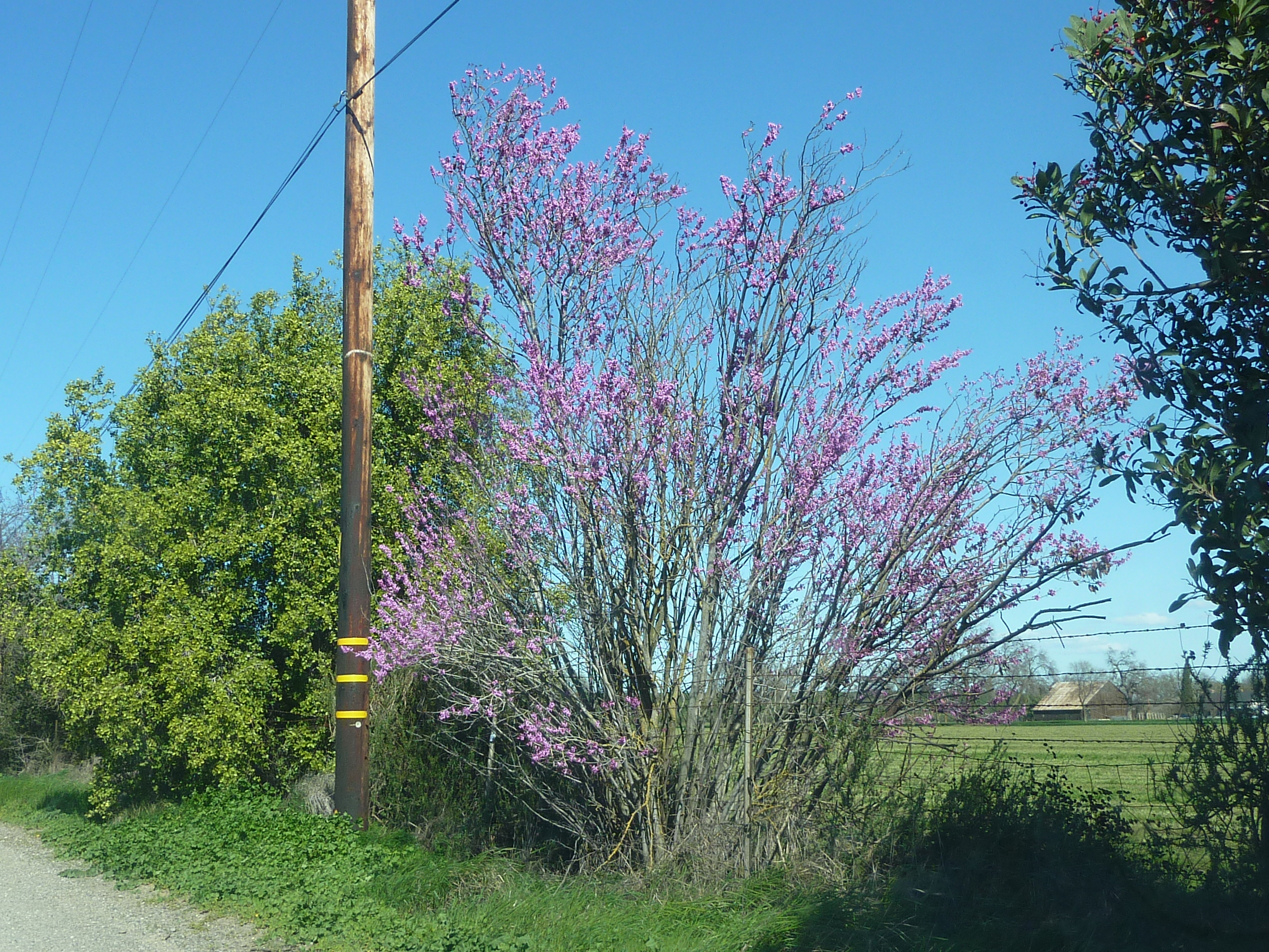 Redbud in bloom in early spring
