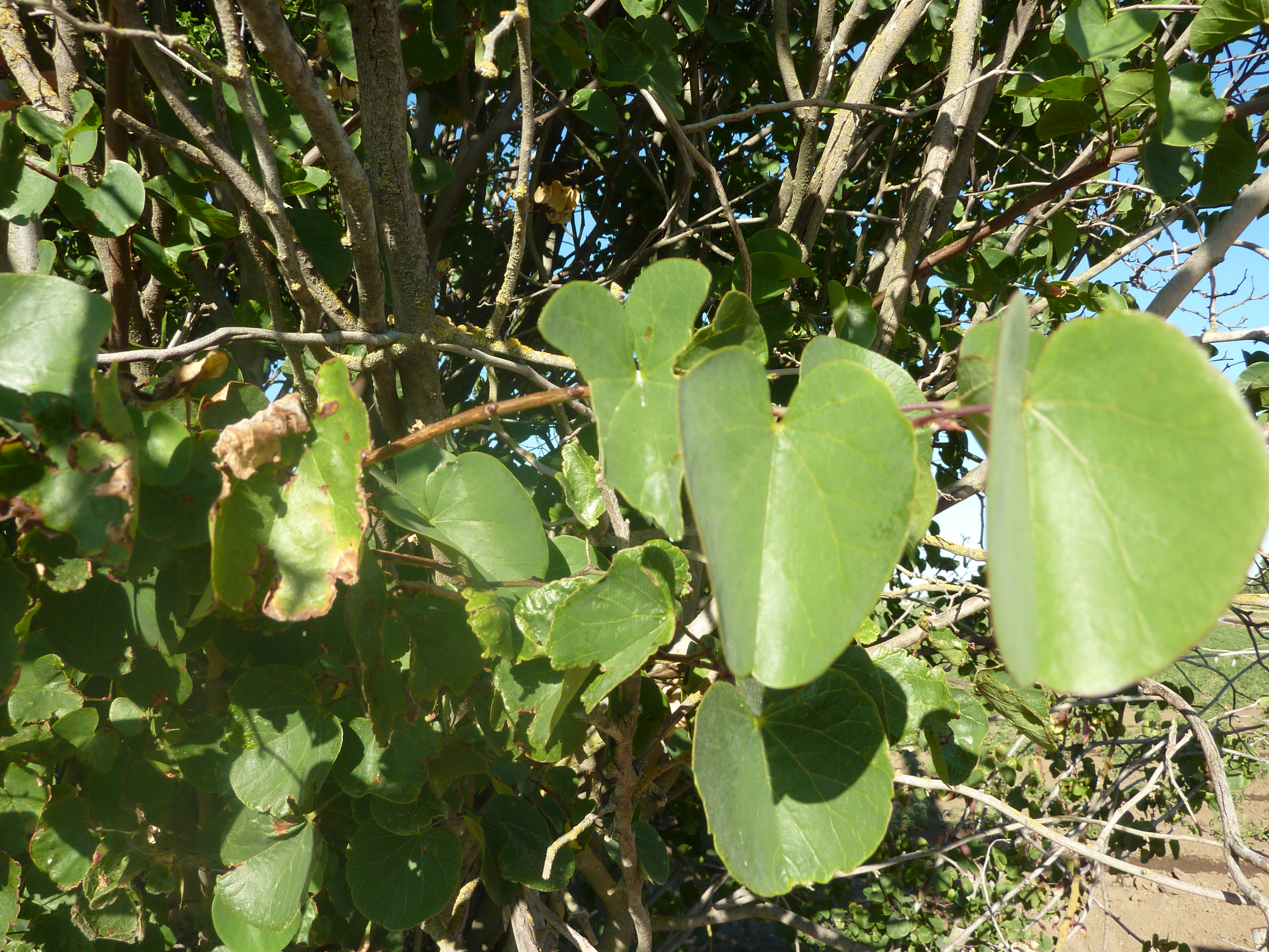Closeup of Redbud leaves