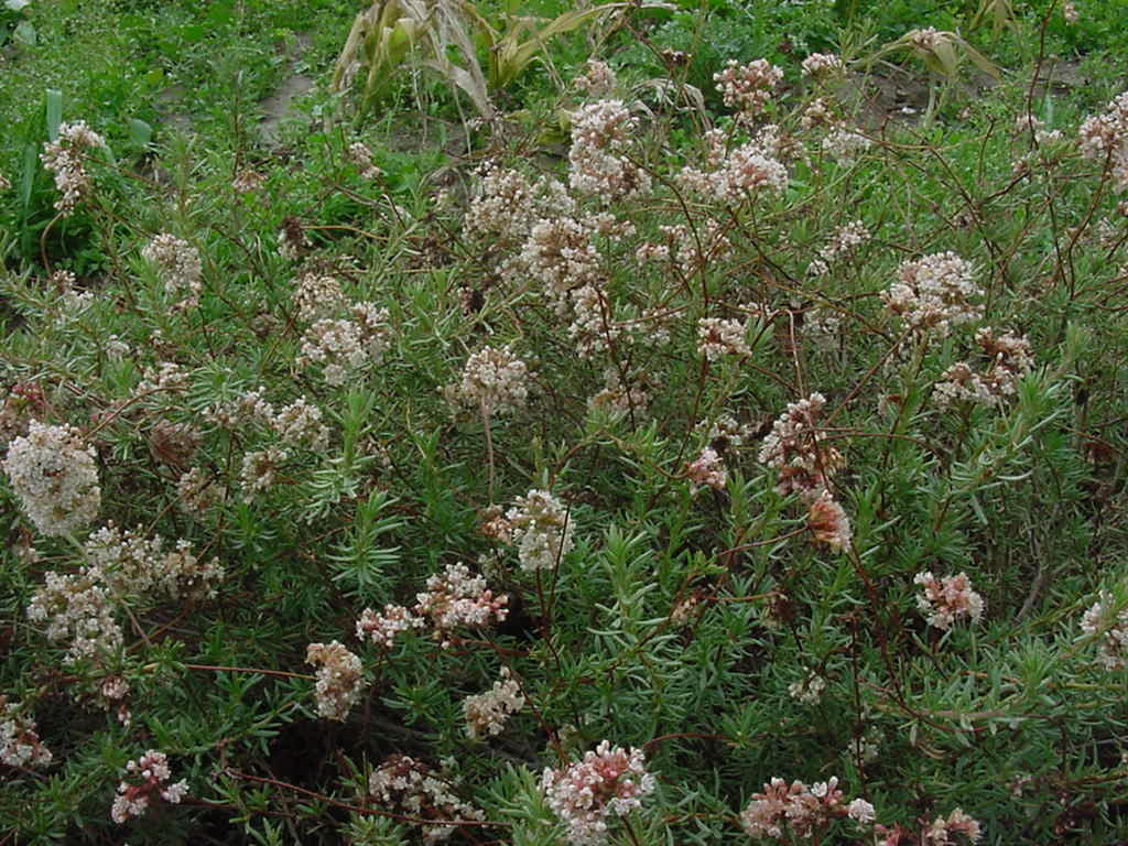 Foto de trigo sarraceno de California en flor