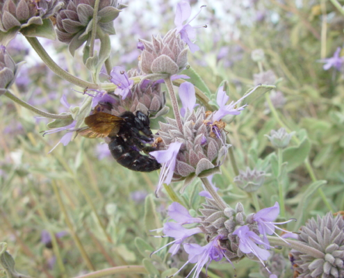 Carpenter bee getting nectar from Cleveland sage