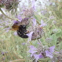 Carpenter bee getting nectar from Cleveland sage