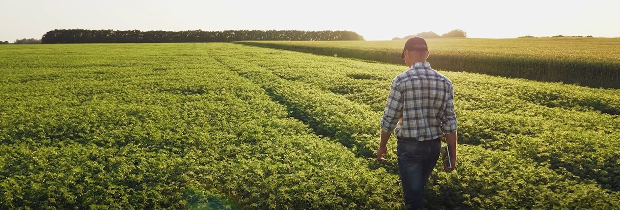 A farmer walks through his field