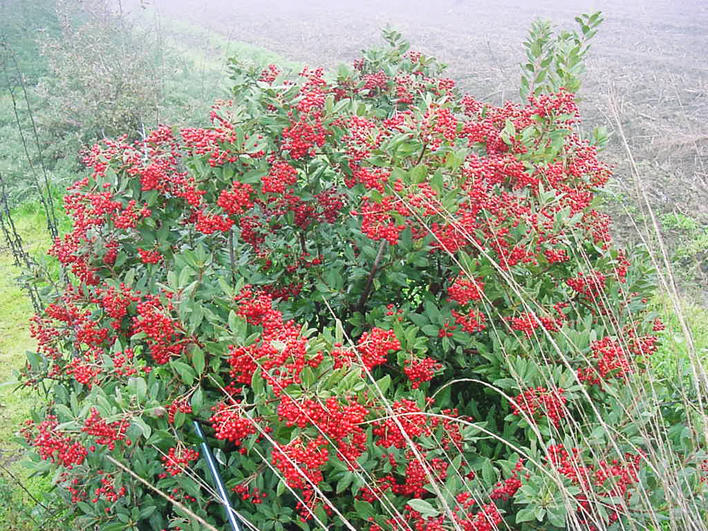 Toyon with red berries next to deer grass