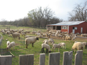 barnlot full of sheep