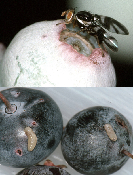 Blueberry maggots and adult fly on fruit