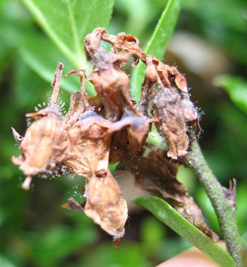 Botrytis Blight infected flower clusters