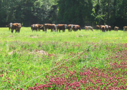 cattle grazing diverse forage copy