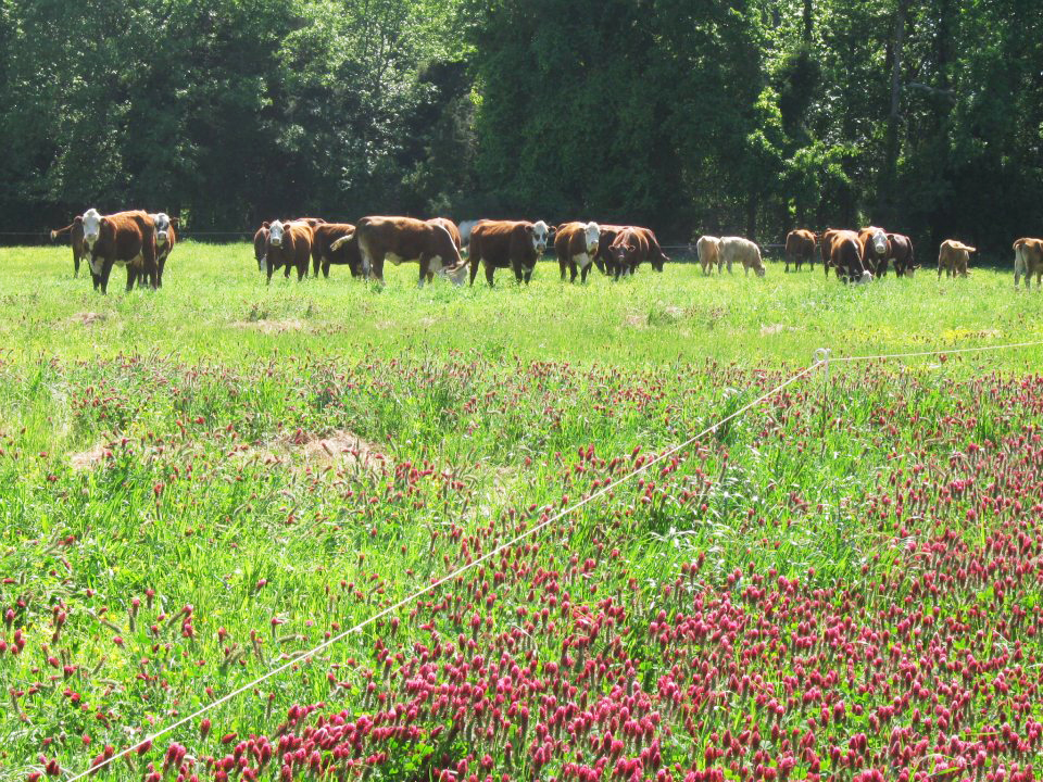 cattle grazing diverse forage