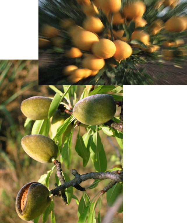 tree fruit images of pears and oranges