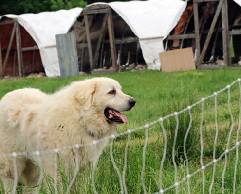 guardian dog