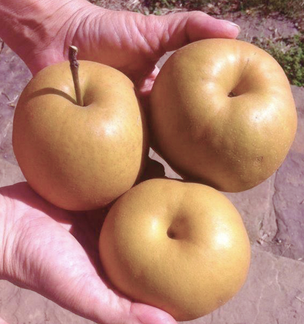 Koyama Asian Pear