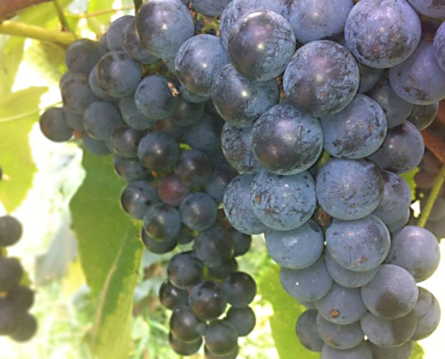 Unsprayed Carman grapes