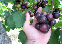 closeup of hand holding Jumbo muscadine grapes