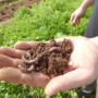 closeup of hand holding rich soil with earthworms