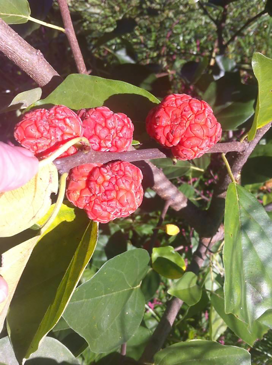 Chinese mulberry Zombie fruit