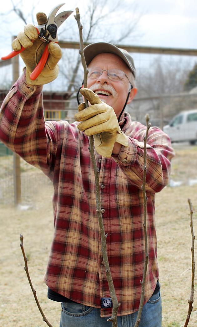 Guy K. Ames pruning a fruit tree 