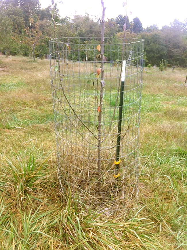 a young fruit tree caged for protection