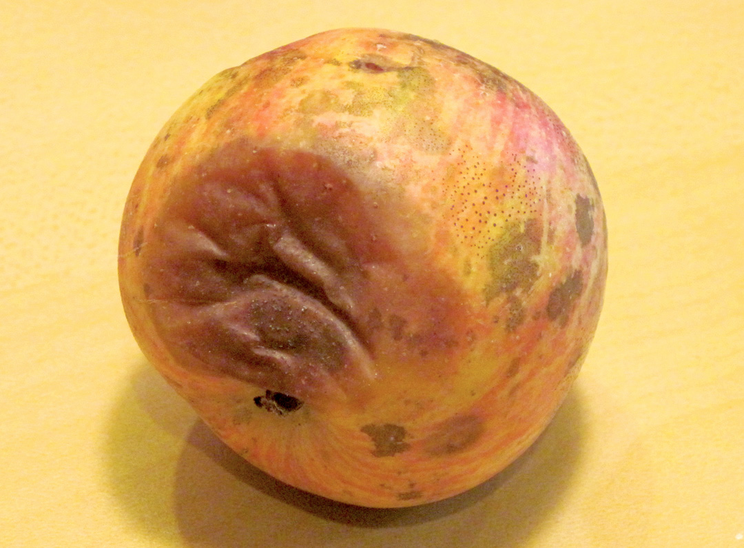 Fuji apple with summer rot
