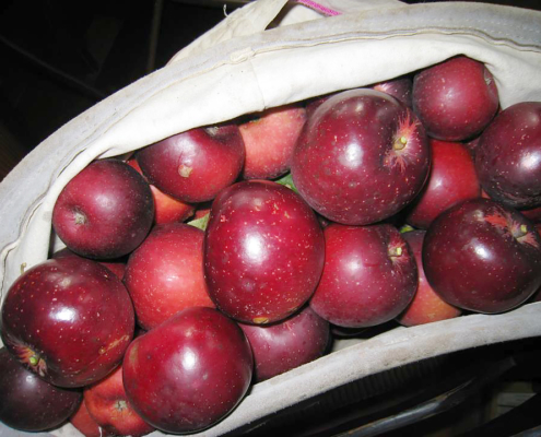 Arkansas Black apples