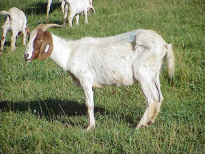 luginbuhl scrawny goat
