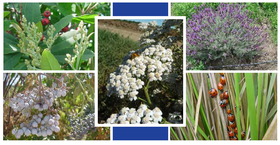 A collage of hedgerow plant species