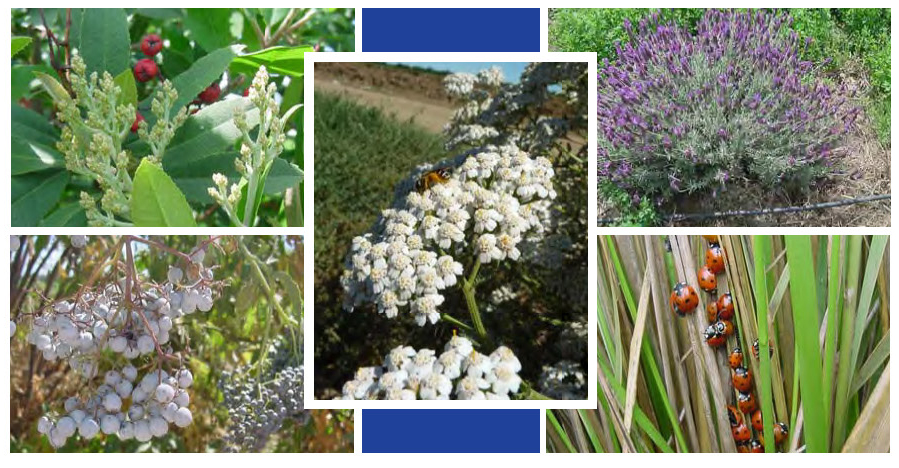 Cómo reproducir la lavanda: guía paso a paso para principiantes