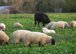 multispecies grazing fall turnips pasture
