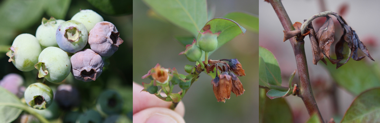 Mummy berries infected leaves and flower bud