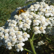 Closeup of native bee on yarrow