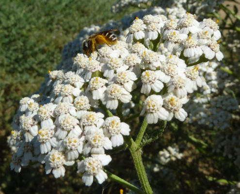 Closeup of native bee on yarrow