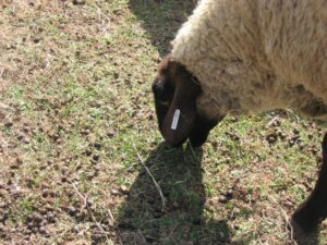 sheep grazing picking up parasites