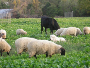 sheep in pasture