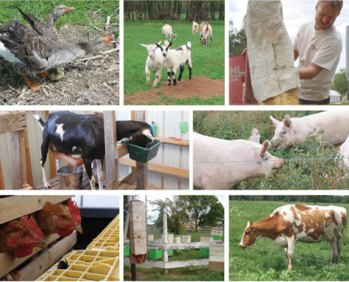 photo collage showing Geese, Goats, Pigs, Chickens, an Apiary, and a Cow