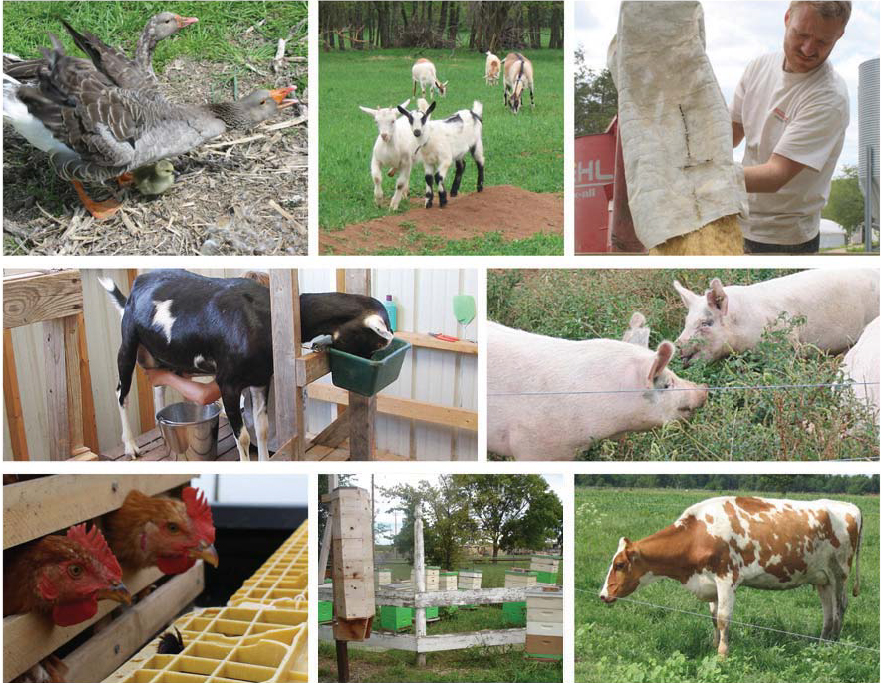 photo collage showing Geese, Goats, Pigs, Chickens, an Apiary, and a Cow