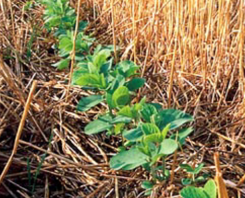 No-till soybeans growing through wheat stubble
