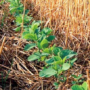 No-till soybeans growing through wheat stubble