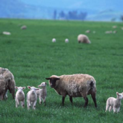 Ewes and lambs on pasture in Linn County, Oregon