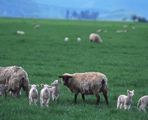 Ewes and lambs on pasture in Linn County, Oregon