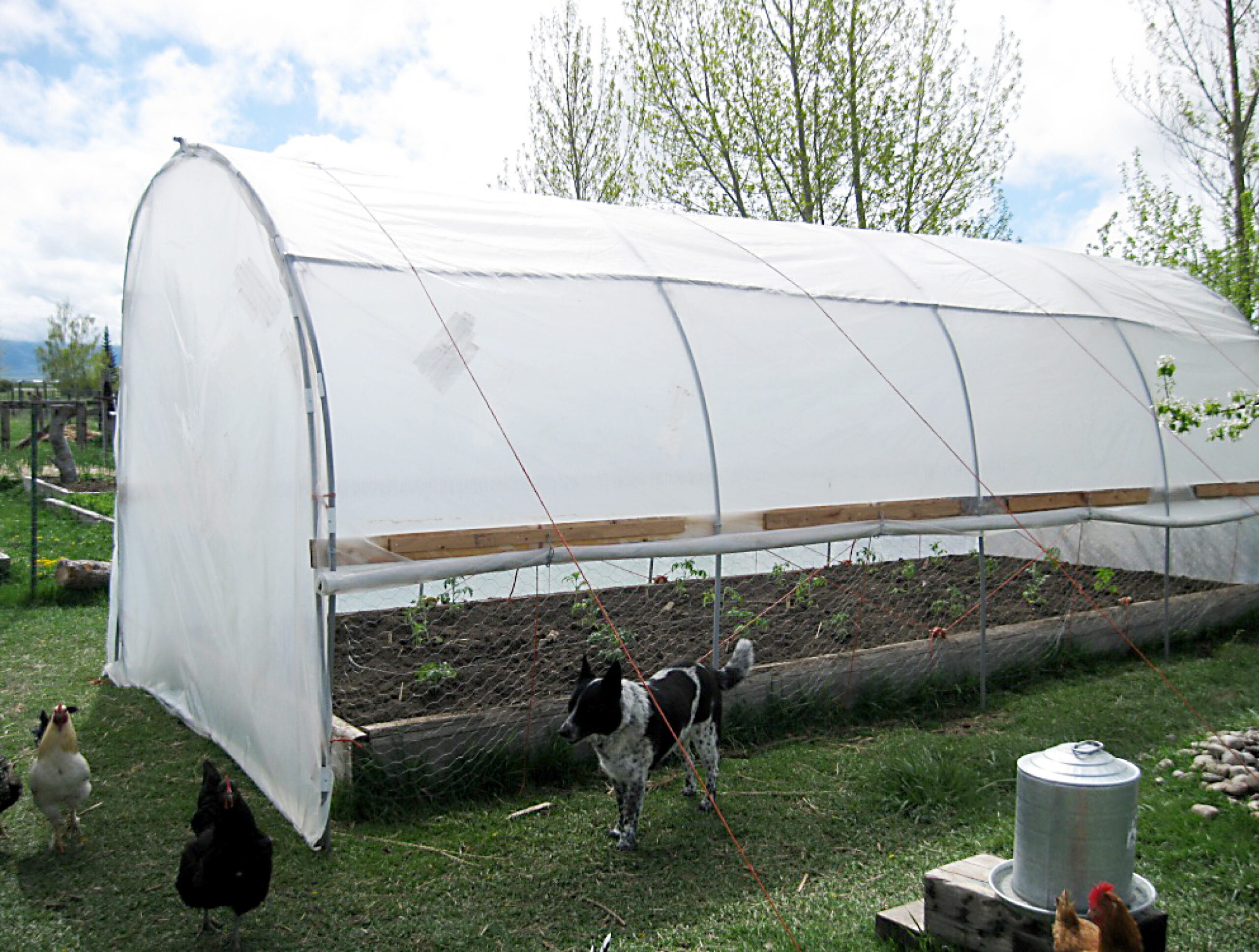 Hoop House Structure with a dog and chickens in foreground