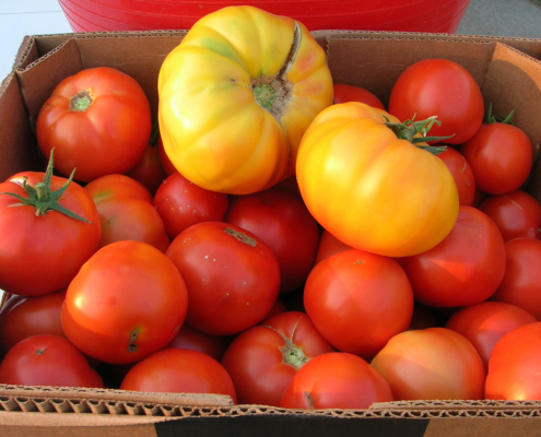 Colorful red and yellow organic tomatoes